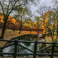 #ForestEscape – A Moment in Shanghai Gongqing Forest Park