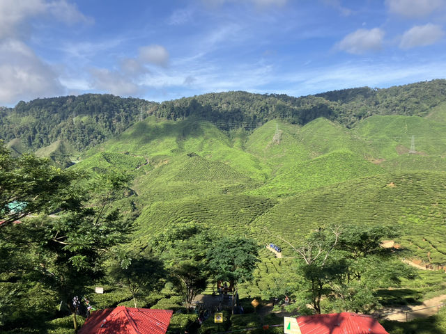 馬來西亞🇲🇾一盞茶一段風景 金馬倫茶園Cameron Valley Tea的晨時風光