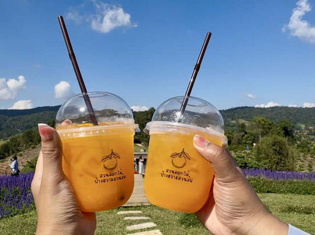 Lavender Dreams & Sunny Sips at Pang Hwa Garden, Chiang Mai. 