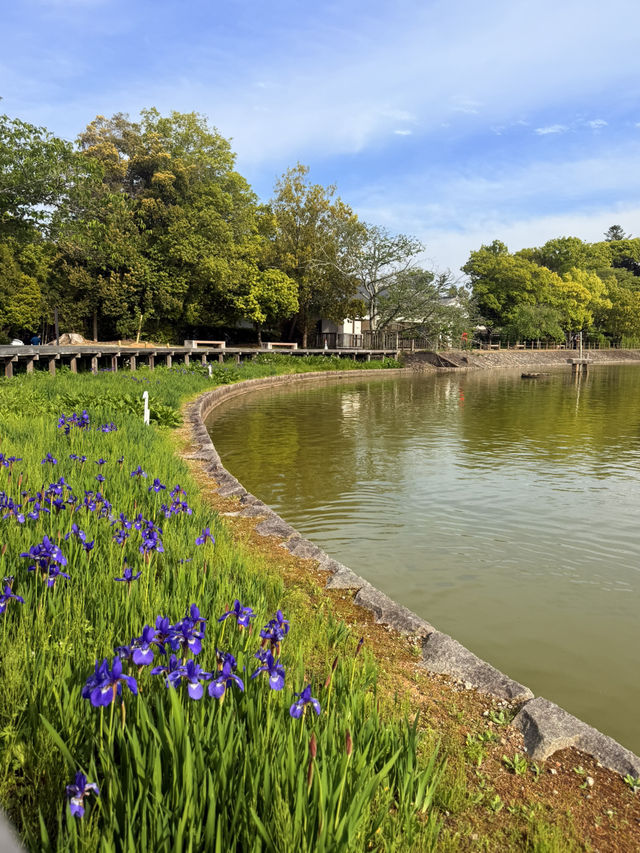 奈良｜比橿原神宮更早 長山稻荷社守護著日本起源