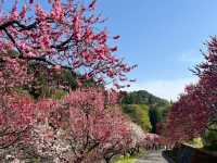 【花桃の里で出会う、梅の花の春景色🌸✨】