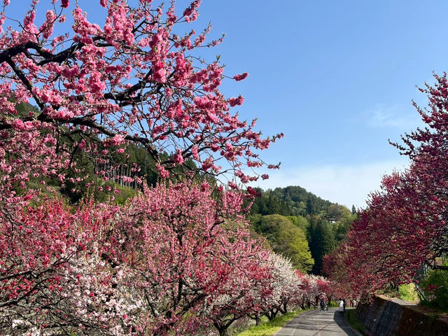 【花桃の里で出会う、梅の花の春景色🌸✨】