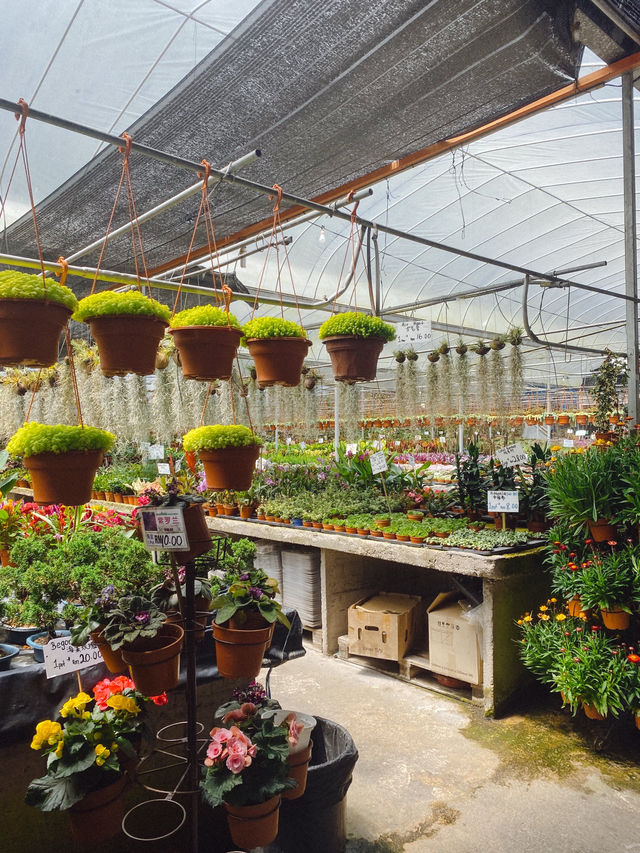 Little pricks heaven at Cactus Point 🌵