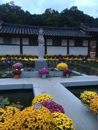운악산 봉선사와 국화
