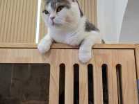 Mali Cat Cafe Bangsaen, Chonburi 