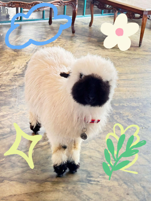 🐴 초원 위의 작은 친구들, 제주 새별프렌즈 방문기 