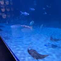 Aquarium Phuket 