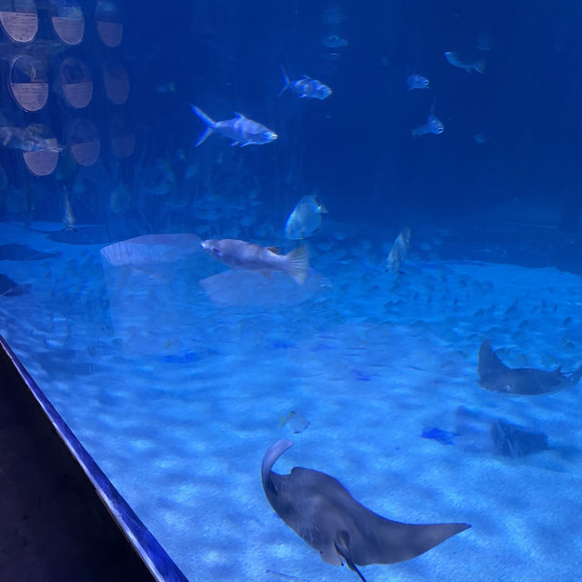 Aquarium Phuket 