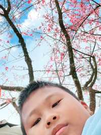 🍊🌸 หนีเมือง มาเจอเขา — ที่เชียงใหม่ก็มีแบบนี้!