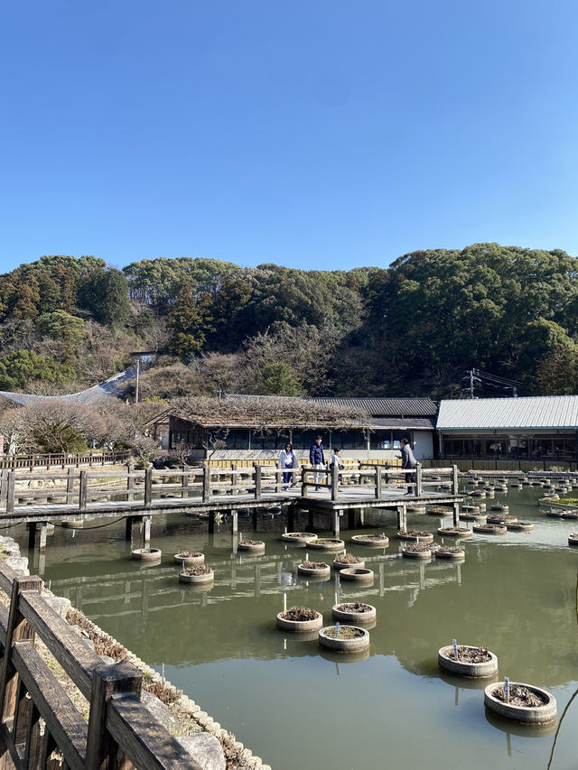 Dazaifu Tenmangu ขอพรเรื่องเรียนในบรรยากาศญี่ปุ่น