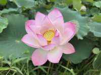 香港好去處 | 賞花 | 塱原自然生態公園 | 荷花