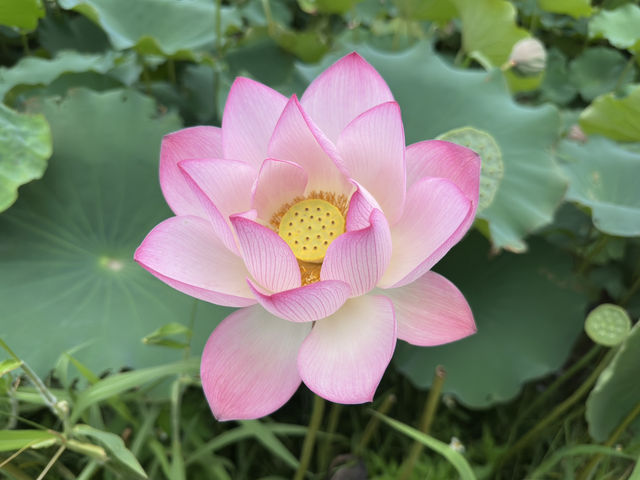 香港好去處 | 賞花 | 塱原自然生態公園 | 荷花