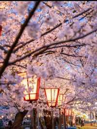四季が彩る歴史の庭。高田城址公園で静かな時間を🌸