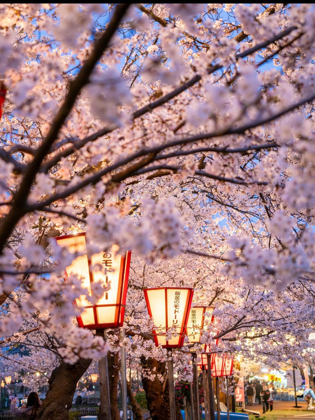 四季が彩る歴史の庭。高田城址公園で静かな時間を🌸