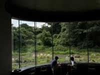 🍵 Jeju Island: A Tranquil Escape to Osulloc Tea Museum!