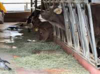 Family Fun and Fresh Milk at Rakunoh Mother’s Aso Milk Bokujo