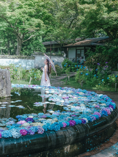 大阪】紫陽花スポット！期間限定の紫陽花の池✨ | Trip.com 池田市