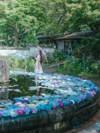 【大阪】紫陽花スポット！期間限定の紫陽花の池✨