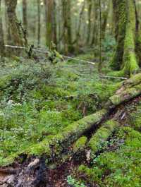Tranquil Beauty of the Waiau River Walk