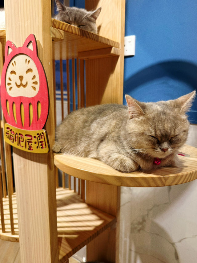 隱世工廠貓cafe
