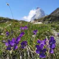 🏔️✨ Summer Weekend at the Matterhorn: Alpine Majesty & Adventure 