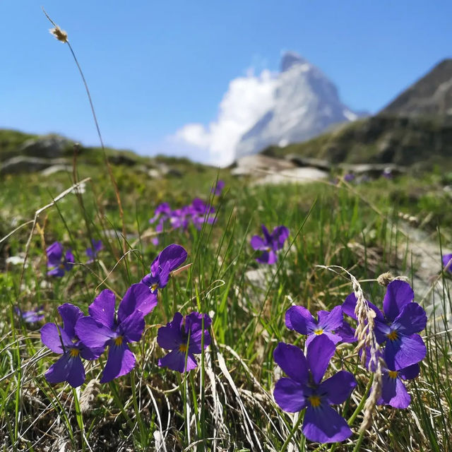 🏔️✨ Summer Weekend at the Matterhorn: Alpine Majesty & Adventure 