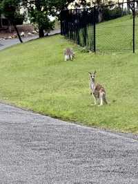 🌿 Weekend Trip: Stay at Oaks Cypress Lakes Resort in Hunter Valley 🏨🦘