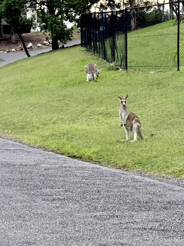 🌿 Weekend Trip: Stay at Oaks Cypress Lakes Resort in Hunter Valley 🏨🦘