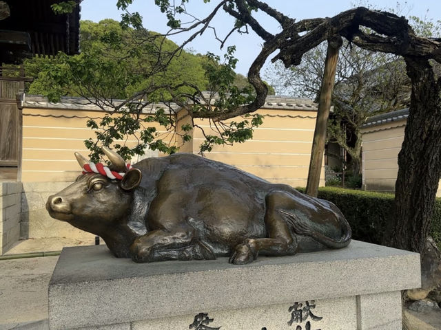 Evening Stroll at Dazaifu Tenmangu: A Peaceful Visit! ⛩️🌸