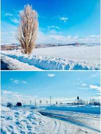 【北海道】Ken & Mary之木：矗立於雪地的白楊樹