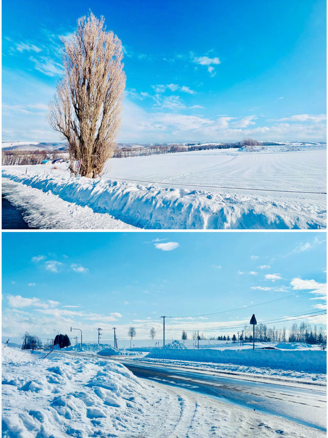 【北海道】Ken & Mary之木：矗立於雪地的白楊樹