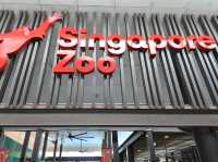 Mesmerizing Singapore Zoo! 