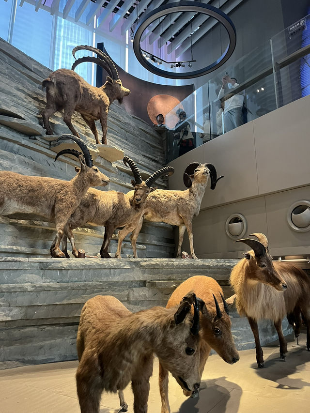 ShanghaiNaturalHistoryMuseum ไดโนเสาร์คือเท่สุด🦖🌿