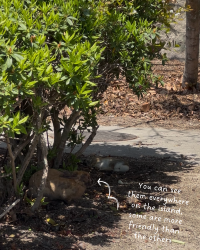 [Japan 🇯🇵] Okunoshima (Rabbit Island): An Unforgettable Hoppy Adventure!