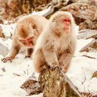 ❄️ Solo Adventure: Jigokudani Monkey Park – Where Snow Monkeys Soak in Hot Springs