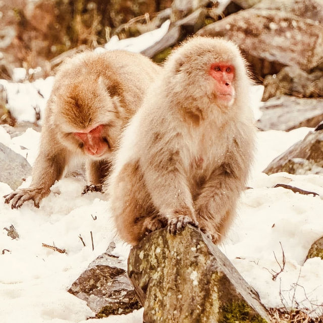 ❄️ Solo Adventure: Jigokudani Monkey Park – Where Snow Monkeys Soak in Hot Springs