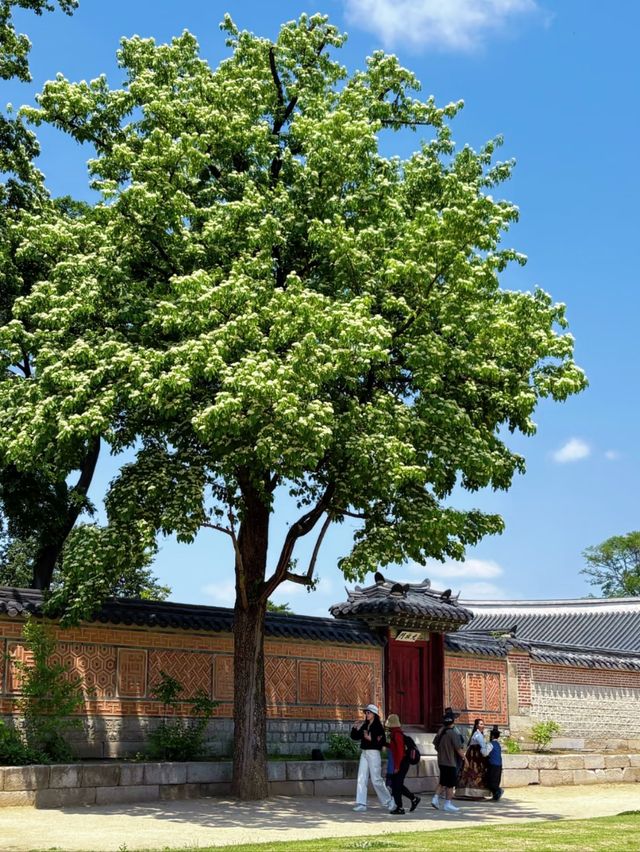 Timeless Majesty: Exploring Gyeongbokgung Palace