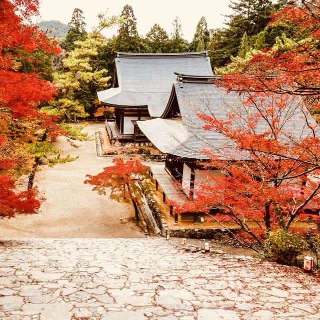 Conquer Mount Takao: Tokyo’s Best Summer Escape for Solo Adventurers"** 🌿⛰️