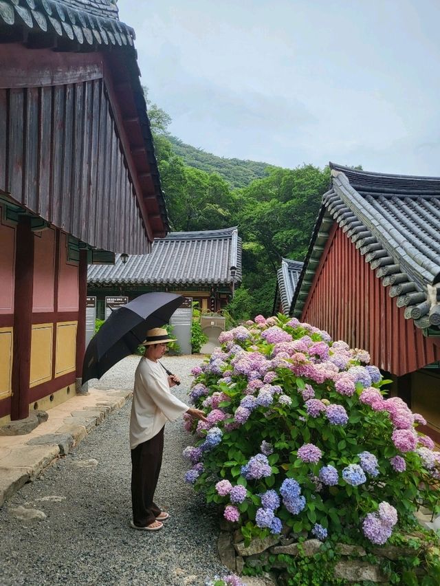 비오는날 수국을 볼수있는 남해 사찰