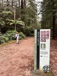 🏞 Rotorua Redwoods（Whakarewarewa Forest）｜高聳紅木林中的自然穿梭