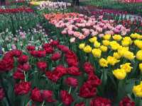 【Keukenhof／キューケンホフ｜“世界最大級のチューリップ庭園”】