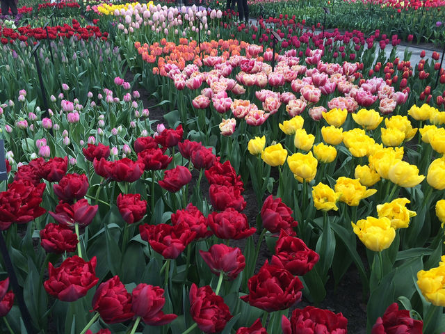 【Keukenhof／キューケンホフ｜“世界最大級のチューリップ庭園”】