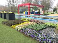 【Keukenhof／キューケンホフ｜“世界最大級のチューリップ庭園”】