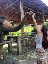 ปางช้างแม่สา🐘🍃