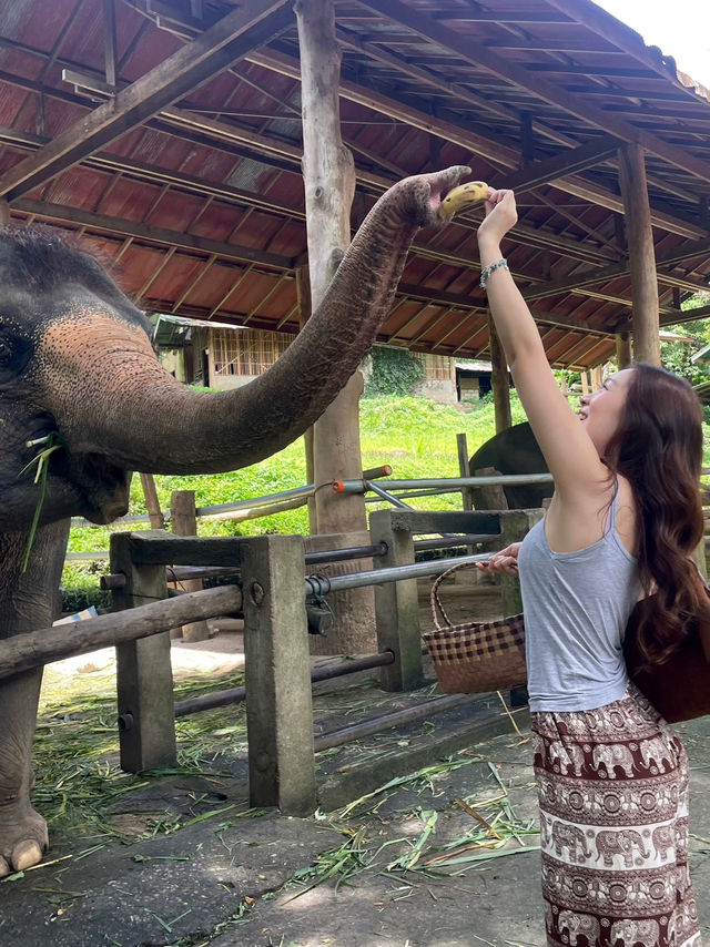 ปางช้างแม่สา🐘🍃