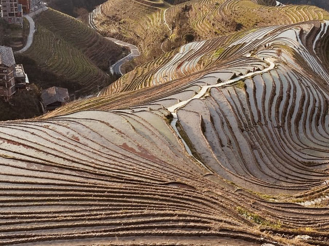 Longsheng Rice Terraces: A Golden Ladder to the Sky