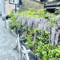 🌸 Strolling Through Shichijo Bridge Under Wisteria Skies