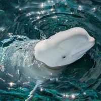 【神奈川/横浜🇯🇵】海と生き物と遊びが融合🐠🫧‪横浜・八景島シーパラダイス