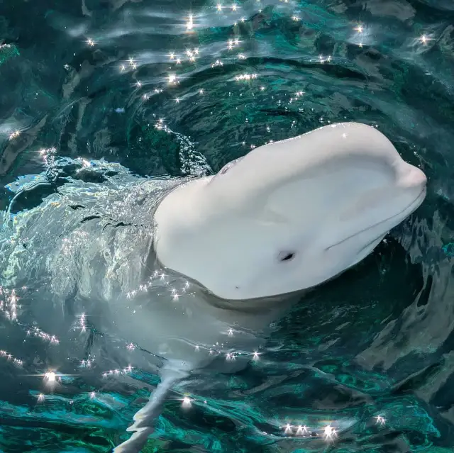 【神奈川／橫濱】海洋、生物與遊樂的融合🫧‪橫濱八景島海島樂園