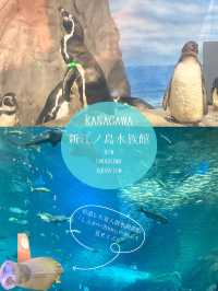 夏は涼やかな水族館へ🐬また行きたくなる水族館！